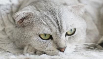 世界杯下注入口-津媒：泰达选4个名称上报审核 新赛季队徽暂不修改